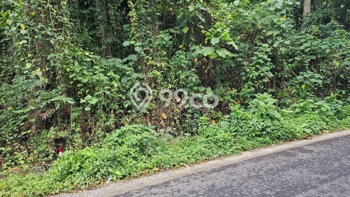 Tanah Dijual Area Strategis di Beraban Tabanan 2000m2 Tanah Dijual Area Strategis di Beraban Tabanan 2000m2