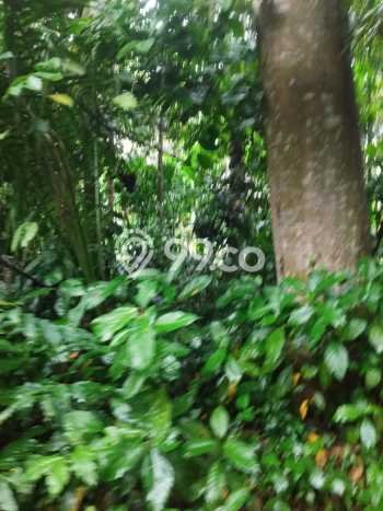 Tanah Kavling untuk Dijual di Payangan Gianyar 1500m2 Tanah Kavling untuk Dijual di Payangan Gianyar 1500m2