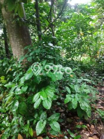 Tanah Kavling untuk Dijual di Payangan Gianyar 1500m2 Tanah Kavling untuk Dijual di Payangan Gianyar 1500m2