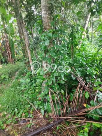 Tanah Kavling untuk Dijual di Payangan Gianyar 1500m2 Tanah Kavling untuk Dijual di Payangan Gianyar 1500m2