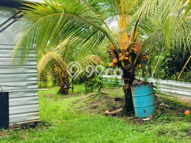 Kavling Tanah di Selemadeg Dijual Luas 3600m2 Legalitas SHM Kavling Tanah di Selemadeg Dijual Luas 3600m2 Legalitas SHM