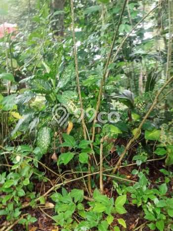Tanah Kavling untuk Dijual di Payangan Gianyar 1500m2 Tanah Kavling untuk Dijual di Payangan Gianyar 1500m2