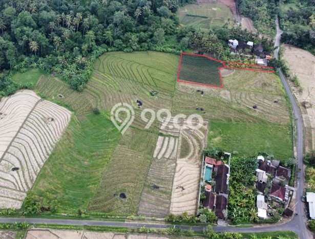 Tanah Kavling Dijual di Beraban, Tabanan dengan Luas Tanah 1775m2 Tanah Kavling Dijual di Beraban, Tabanan dengan Luas Tanah 1775m2