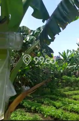 Tanah Dijual Lokasi Babelan Bekasi SHM Tanah Dijual Lokasi Babelan Bekasi SHM