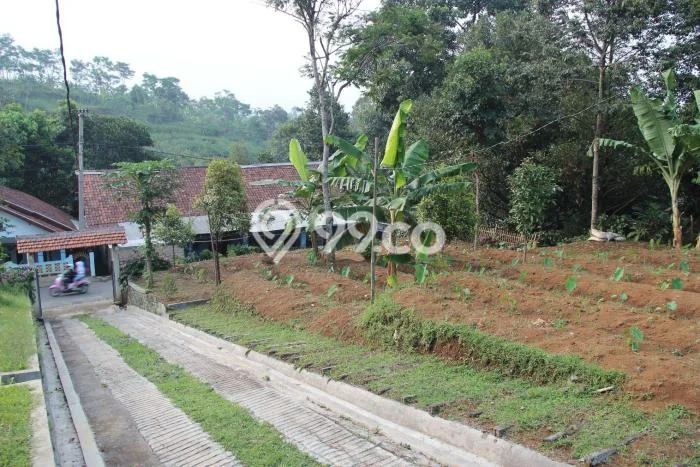 Tanah Dijual Lokasi Cijeruk, Bogor Luas 3500m2 Legalitas Aman Tanah Dijual Lokasi Cijeruk, Bogor Luas 3500m2 Legalitas Aman