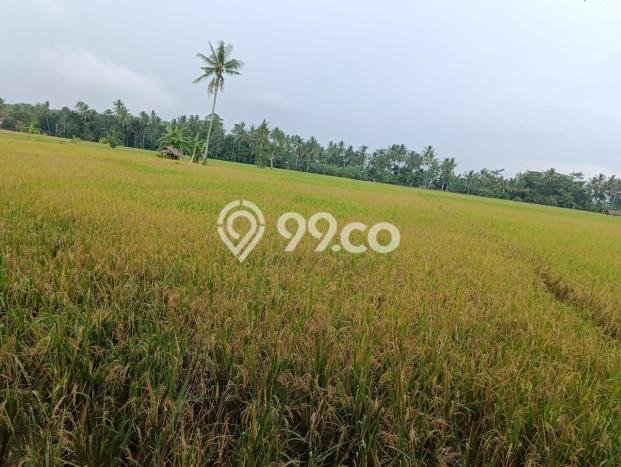 Tanah Area Berkembang di Tanjung Lesung, Luas 6590m², Dekat ke Pusat Kota Tanah Area Berkembang di Tanjung Lesung, Luas 6590m², Dekat ke Pusat Kota