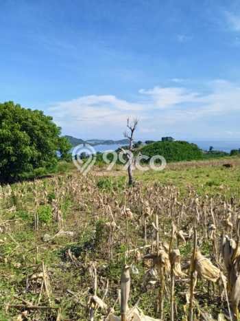 Jarang Ada! Tanah di Sekotong Punya Luas 250000m2 SHM Jarang Ada! Tanah di Sekotong Punya Luas 250000m2 SHM