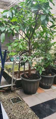 Rumah Mewah Dijual LT 557m2 di Pulo Gadung, Jakarta Timur Rumah Mewah Dijual LT 557m2 di Pulo Gadung, Jakarta Timur