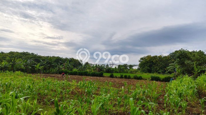 Dijual Tanah di Kalijambe Sragen Luas 8191m2 SHM Dijual Tanah di Kalijambe Sragen Luas 8191m2 SHM