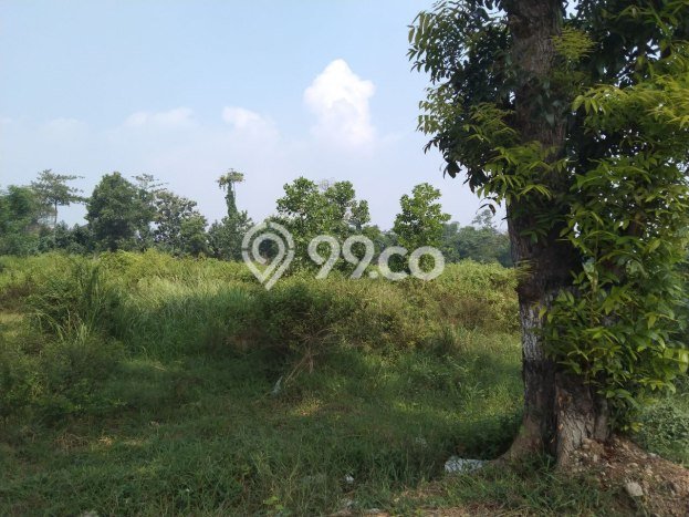 Lahan Investasi Lokasi Tasikmadu Karanganyar SHM Lahan Investasi Lokasi Tasikmadu Karanganyar SHM