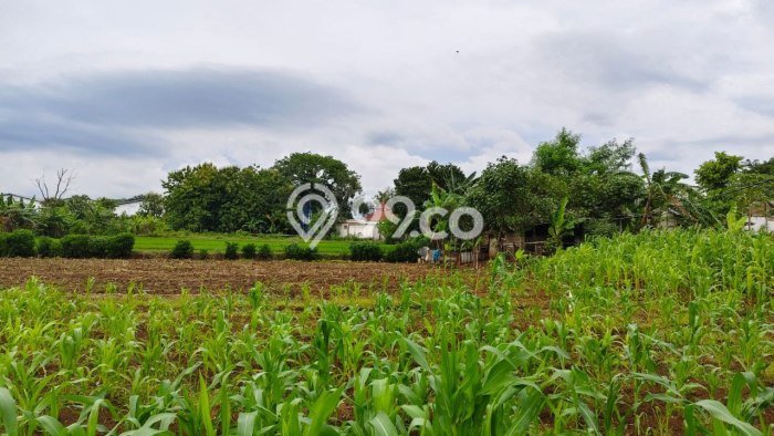 Dijual Tanah di Kalijambe Sragen Luas 8191m2 SHM Dijual Tanah di Kalijambe Sragen Luas 8191m2 SHM