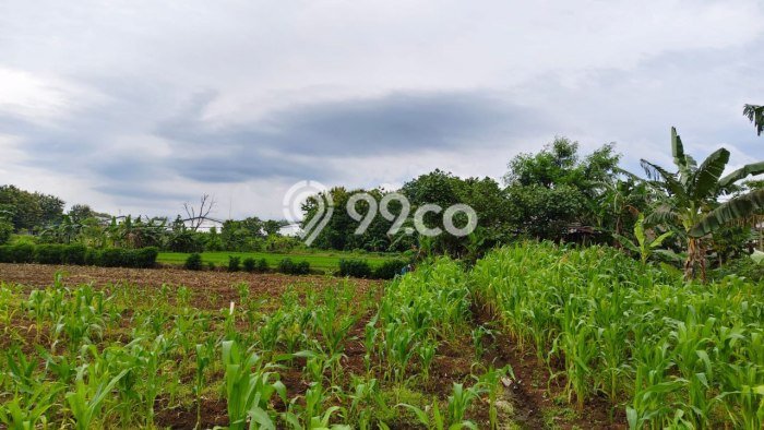 Dijual Tanah di Kalijambe Sragen Luas 8191m2 SHM Dijual Tanah di Kalijambe Sragen Luas 8191m2 SHM