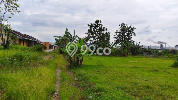 Dijual Tanah di Kalijambe Sragen Luas 8191m2 SHM Dijual Tanah di Kalijambe Sragen Luas 8191m2 SHM