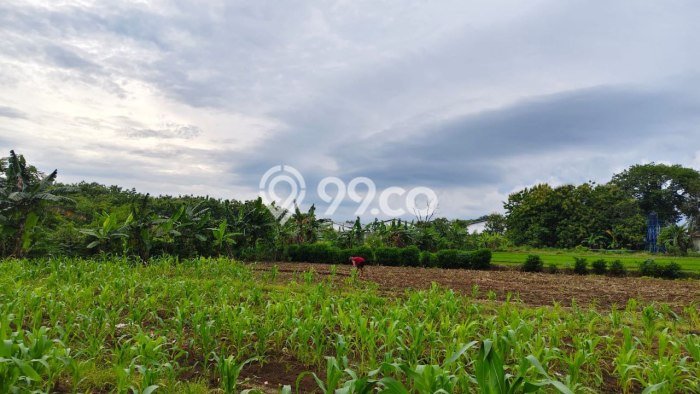 Dijual Tanah di Kalijambe Sragen Luas 8191m2 SHM Dijual Tanah di Kalijambe Sragen Luas 8191m2 SHM