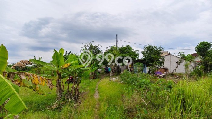 Dijual Tanah di Kalijambe Sragen Luas 8191m2 SHM Dijual Tanah di Kalijambe Sragen Luas 8191m2 SHM