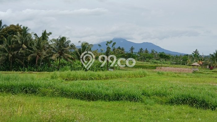 Tanah Kavling Dijual di Buahan, Gianyar dengan Luas Tanah 1575m2 Tanah Kavling Dijual di Buahan, Gianyar dengan Luas Tanah 1575m2