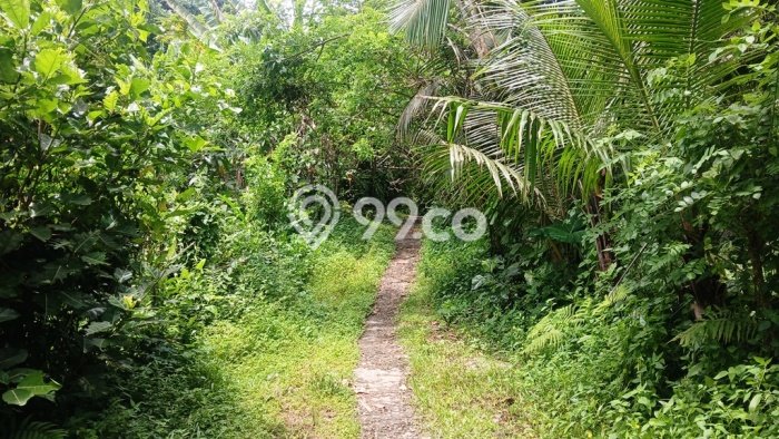 Lahan Strategis di Ubud Gianyar Disewakan dengan Luas 6000m2 Lahan Strategis di Ubud Gianyar Disewakan dengan Luas 6000m2