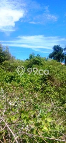 Lahan untuk Disewa di Badung Luas 987m2 Lahan untuk Disewa di Badung Luas 987m2