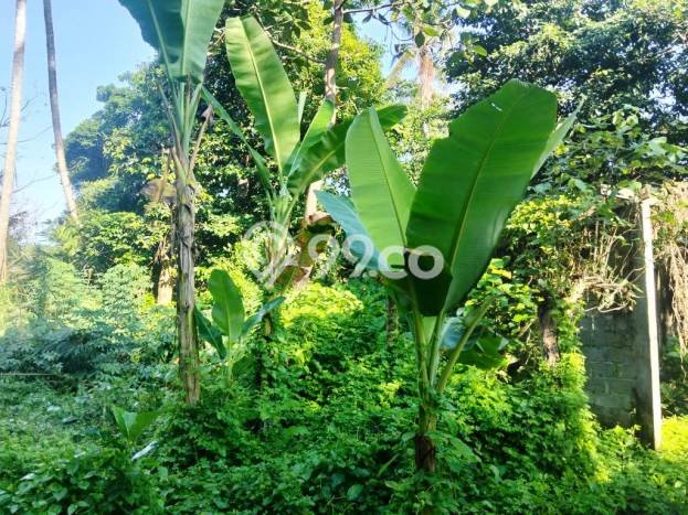 Kavling Tanah untuk Disewa di Singapadu Kaler Lahan Luas 5350m2 Kavling Tanah untuk Disewa di Singapadu Kaler Lahan Luas 5350m2