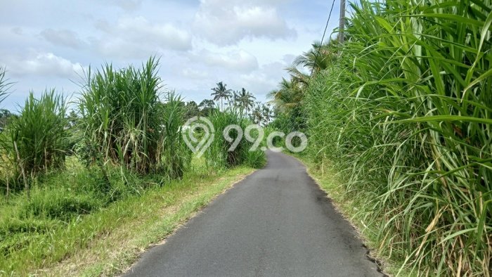 Tanah Kavling Dijual di Buahan, Gianyar dengan Luas Tanah 1575m2 Tanah Kavling Dijual di Buahan, Gianyar dengan Luas Tanah 1575m2