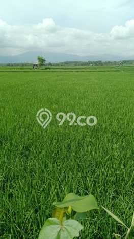 Dijual Tanah 3400m2 di Penyaringan, Jembrana Dijual Tanah 3400m2 di Penyaringan, Jembrana
