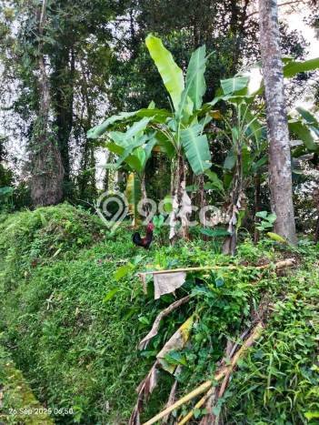 Dijual Tanah Kawasan Ubud, Luas 1396m2m², Lingkungan Nyaman, Kontur Rata Dijual Tanah Kawasan Ubud, Luas 1396m2m², Lingkungan Nyaman, Kontur Rata