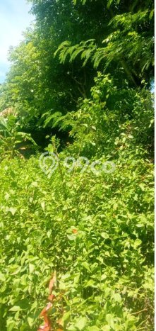 Lahan untuk Disewa di Badung Luas 987m2 Lahan untuk Disewa di Badung Luas 987m2