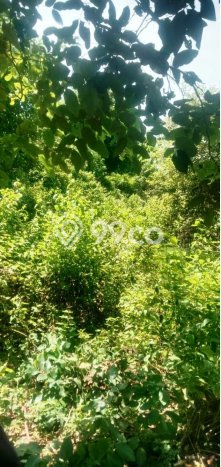 Lahan untuk Disewa di Badung Luas 987m2 Lahan untuk Disewa di Badung Luas 987m2
