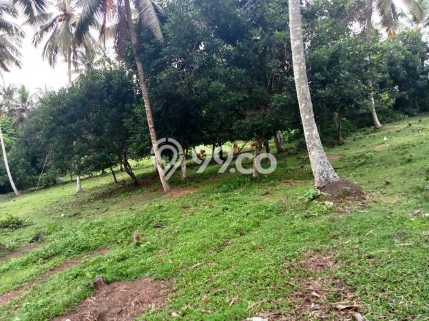 Lahan Kosong Dijual di Selemadeg, Tabanan, Luas 9575m2 Area Strategis Lahan Kosong Dijual di Selemadeg, Tabanan, Luas 9575m2 Area Strategis