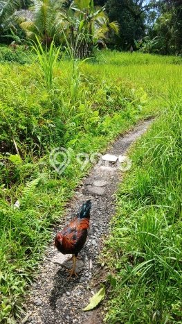 Lahan Strategis di Ubud Gianyar Disewakan dengan Luas 6000m2 Lahan Strategis di Ubud Gianyar Disewakan dengan Luas 6000m2