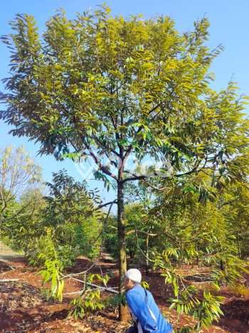Tanah Komersial Dijual di Jumapolo Karanganyar 22000m2 Tanah Komersial Dijual di Jumapolo Karanganyar 22000m2