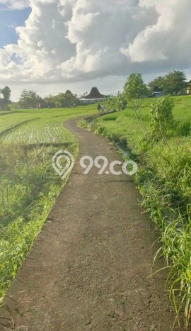 Lahan Dijual Lokasi Strategis di Tabanan dengan Luas 3300m2 Lahan Dijual Lokasi Strategis di Tabanan dengan Luas 3300m2
