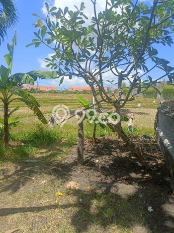 Tanah Kosong Dijual di Badung dengan Area 1276m2 Tanah Kosong Dijual di Badung dengan Area 1276m2