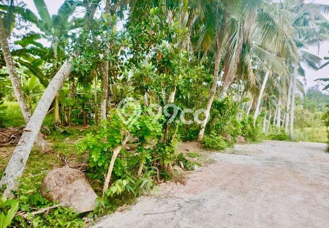 Tanah di Ubud, Gianyar Luas 8924m2 Dijual Segera Tanah di Ubud, Gianyar Luas 8924m2 Dijual Segera