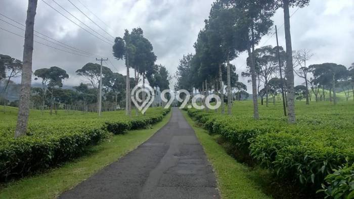 Tanah Dijual Lokasi Ciwidey, Bandung Luas 2.1e+07m2 Legalitas Aman Tanah Dijual Lokasi Ciwidey, Bandung Luas 2.1e+07m2 Legalitas Aman