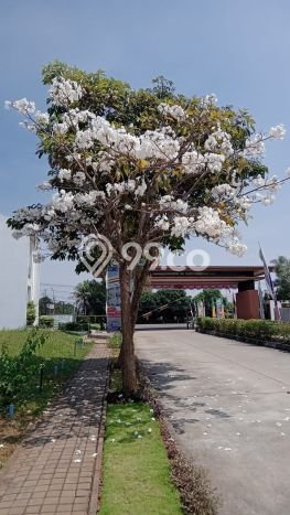 Dijual Rumah Strategis Bagus Punya 3 KT di Sawangan Depok SHM Dijual Rumah Strategis Bagus Punya 3 KT di Sawangan Depok SHM