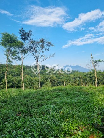 Dijual Tanah Lokasi Puncak, Bogor Seluas 1000m2 Dijual Tanah Lokasi Puncak, Bogor Seluas 1000m2