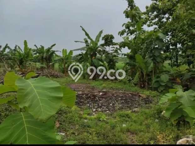 Tanah Dijual Lokasi Purwodadi, Purwodadi dengan Luas Tanah 10000m2 dan Status SHM Tanah Dijual Lokasi Purwodadi, Purwodadi dengan Luas Tanah 10000m2 dan Status SHM