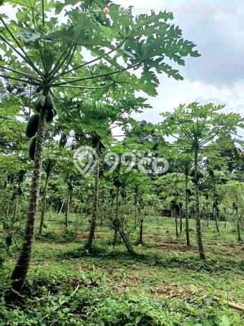 Tanah Dijual Lokasi Mijen, Semarang Luas 2100m2 Legalitas Aman Tanah Dijual Lokasi Mijen, Semarang Luas 2100m2 Legalitas Aman