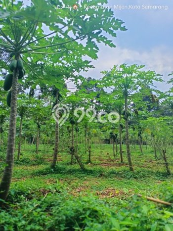Tanah Dijual Lokasi Mijen, Semarang Luas 2100m2 Legalitas Aman Tanah Dijual Lokasi Mijen, Semarang Luas 2100m2 Legalitas Aman
