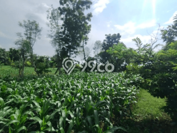 Lahan Investasi Lokasi Bluto Sumenep SHM Lahan Investasi Lokasi Bluto Sumenep SHM