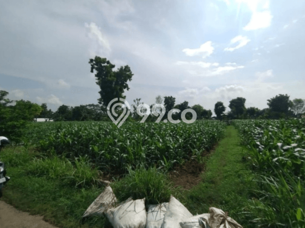 Lahan Investasi Lokasi Bluto Sumenep SHM Lahan Investasi Lokasi Bluto Sumenep SHM