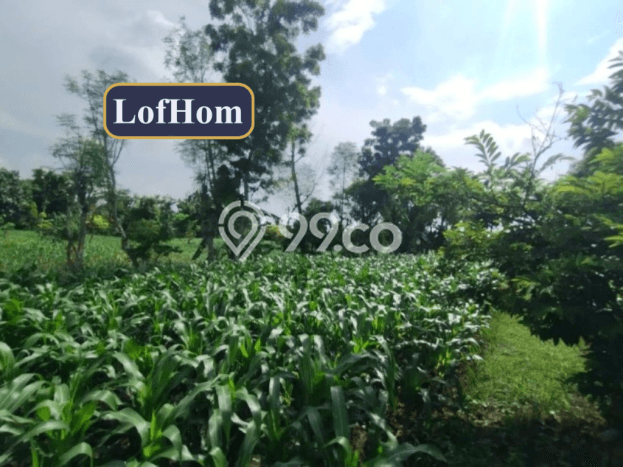 Lahan Investasi Lokasi Bluto Sumenep SHM Lahan Investasi Lokasi Bluto Sumenep SHM