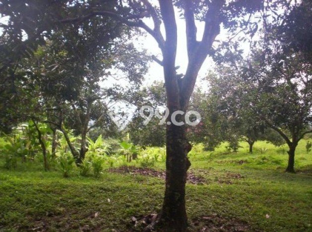 L32 Tanah Dijual Dikayuputih, Buleleng L32 Tanah Dijual Dikayuputih, Buleleng