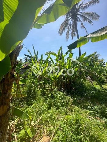 Tanah Kavling Dijual di Buleleng dengan Spesifikasi 1210m2 Tanah Kavling Dijual di Buleleng dengan Spesifikasi 1210m2