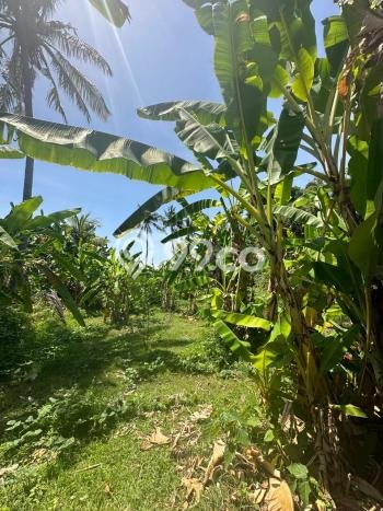 Tanah Kavling Dijual di Buleleng dengan Spesifikasi 1210m2 Tanah Kavling Dijual di Buleleng dengan Spesifikasi 1210m2