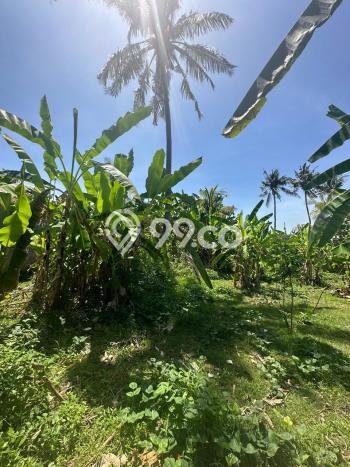 Tanah Kavling Dijual di Buleleng dengan Spesifikasi 1210m2 Tanah Kavling Dijual di Buleleng dengan Spesifikasi 1210m2