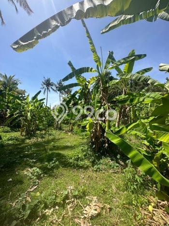 Tanah Kavling Dijual di Buleleng dengan Spesifikasi 1210m2 Tanah Kavling Dijual di Buleleng dengan Spesifikasi 1210m2