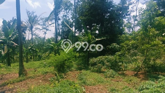 Dijual Tanah Lokasi Boja, Semarang Seluas 2066m2 Dijual Tanah Lokasi Boja, Semarang Seluas 2066m2