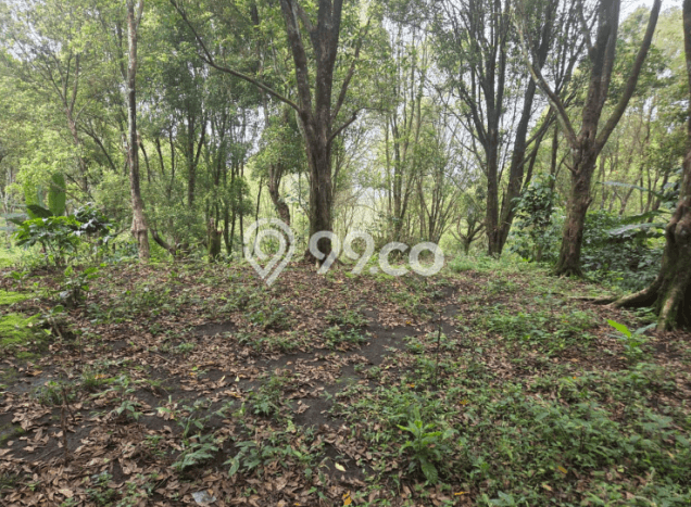 Dijual Tanah Lokasi Munduk, Buleleng Seluas 12600m2 Dijual Tanah Lokasi Munduk, Buleleng Seluas 12600m2